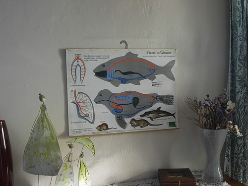 Tiere wasserr wandkarte - im,